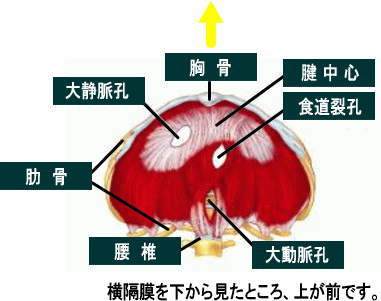 整体 神戸 マッサージ 神戸市兵庫区 スポーツマッサージ ストレッチ ソフトバランス整体 整体解剖